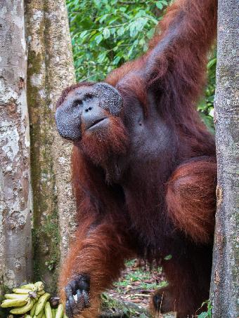 Orangutang Male