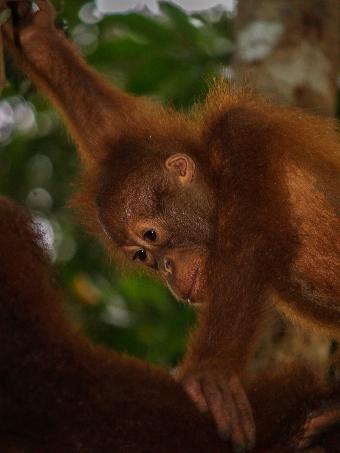 Small Orangutang