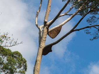 Killer bees nest just before they swarmed