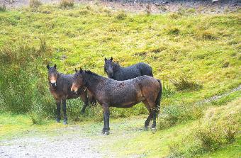 Dartmoor Ponies