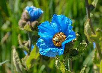 Himalayan Poppy