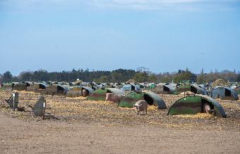 Animal Farm-George Orwell