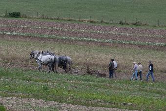 Percheron horses at work
